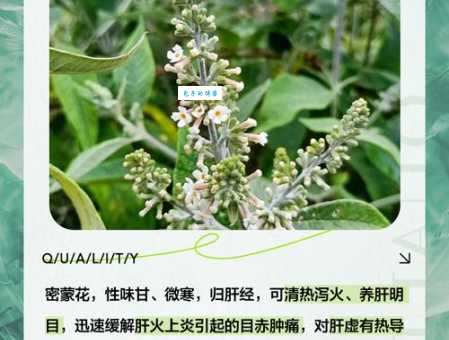 密蒙花的功效与作用有哪些 揭秘它的神奇效果