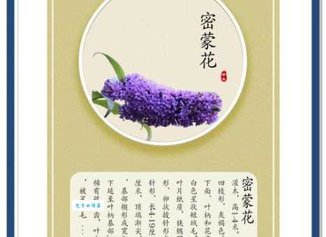 密蒙花的功效与作用有哪些 揭秘它的神奇效果