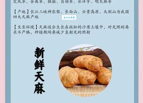 天麻的功效作用与主治大全 没想到它还能改善睡眠
