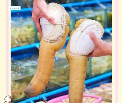 象拔蚌是什么海鲜 为什么被称为海底黄金