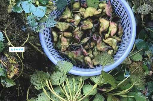 菱角怎么吃才好吃 教你几种简单又美味的做法