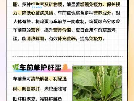 车前草的功效与作用详解 没想到它还能这么用