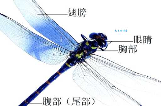蜻蜓的眼睛被称为什么为什么能看四面八方