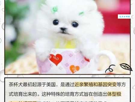 茶杯犬是怎么做出来的了解茶杯犬的繁殖与饲养技巧