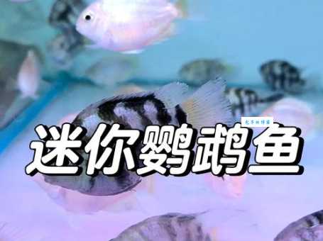 鹦鹉鱼吃什么活食小鱼小虾可以吗