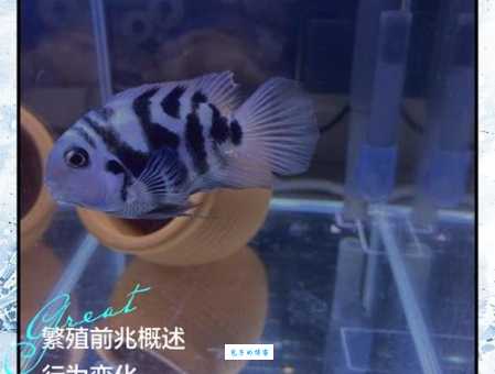 鹦鹉鱼吃什么活食小鱼小虾可以吗