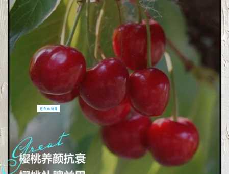 车厘子有什么营养和功效 每天吃几颗车厘子有什么变化