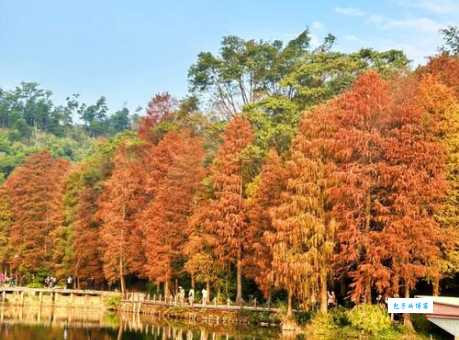深圳仙湖植物园四季美景 什么时候去拍照最好看