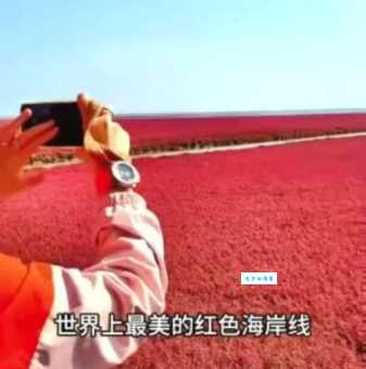红海滩一日游攻略 带你玩转最美海岸线