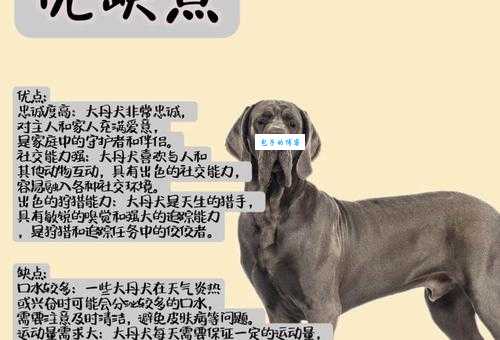 花丹犬虎皮丹犬区别大揭秘新手必看指南