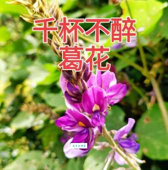 葛根花的作用与功效是什么 这4个作用很多人不知道