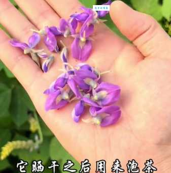 葛根花的作用与功效是什么 这4个作用很多人不知道