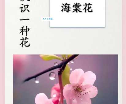 海棠花的花语和寓意原来这么美好你知道吗