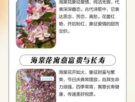 海棠花的花语和寓意原来这么美好你知道吗