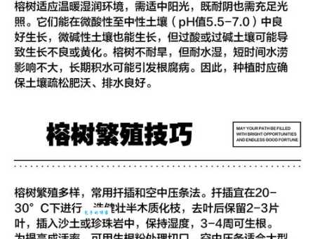 想知道榕树下是哪个国家的品牌看这里就懂了