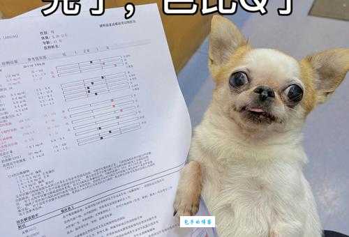 网络用语芭比q是什么意思 看完你就懂了