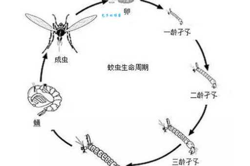 孑孓是什么动物的幼虫揭秘蚊子成长全过程