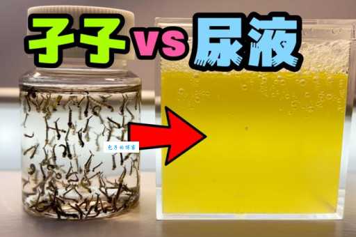 孑孓是什么动物的幼虫揭秘蚊子成长全过程