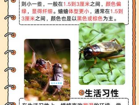 蟋蟀鸣叫原理它们靠什么发出独特声音