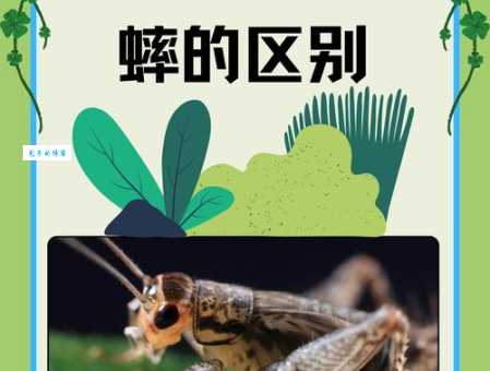 蟋蟀鸣叫原理它们靠什么发出独特声音