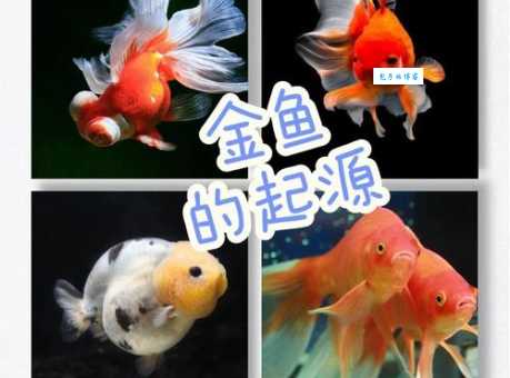 金鱼是由什么鱼演变而来的探索金鱼的进化历程