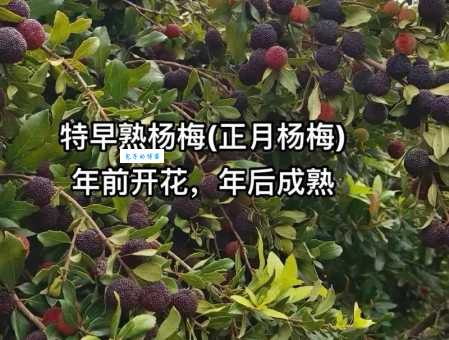 杨梅几月份成熟 各地成熟时间大不同