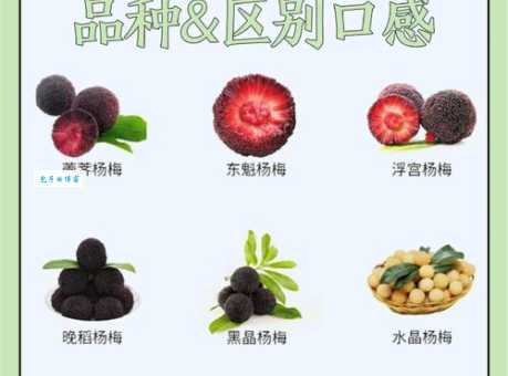杨梅几月份成熟 各地成熟时间大不同