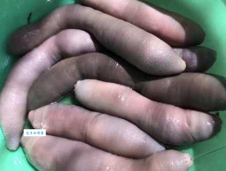 海肠是什么动物 这种长得像肠子的生物你见过吗