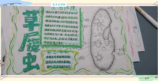 草履虫的生殖方式分几种哪种最常见