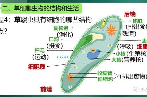 草履虫的生殖方式分几种哪种最常见