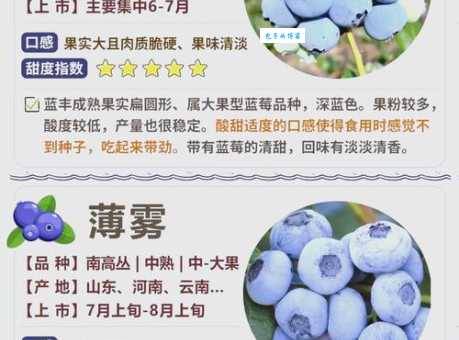 蓝莓表面白色的一层是什么 吃蓝莓前必须知道的小知识
