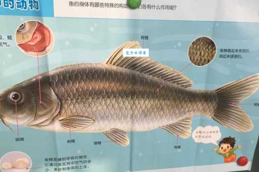 鱼靠什么平衡身体揭秘鱼类游动不翻的秘密