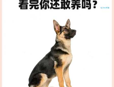 德牧耳号什么意思 养德牧必须知道的事