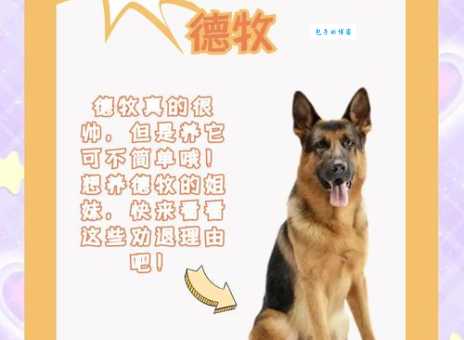 德牧耳号什么意思 养德牧必须知道的事