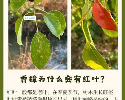 香樟树主要分布在哪里 为什么南方更适合种植