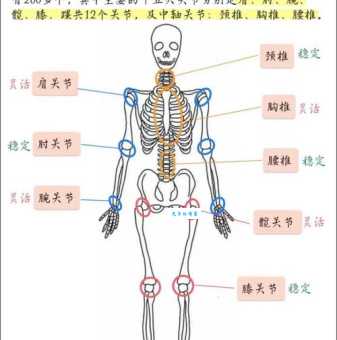 人体最大最复杂的关节是哪里 专家解析身体构造之谜