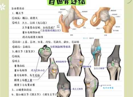 人体最大最复杂的关节是哪里 专家解析身体构造之谜