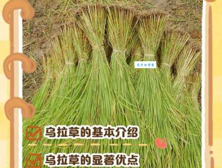 乌拉草竟然有这么多用途看完涨知识了