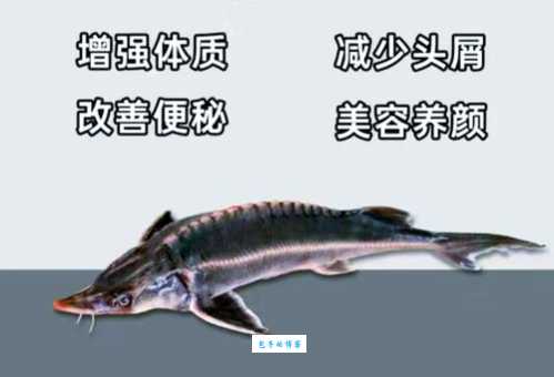 中华鲟鳞片颜色大揭秘 一般呈现什么色彩你知道吗