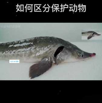 中华鲟鳞片颜色大揭秘 一般呈现什么色彩你知道吗