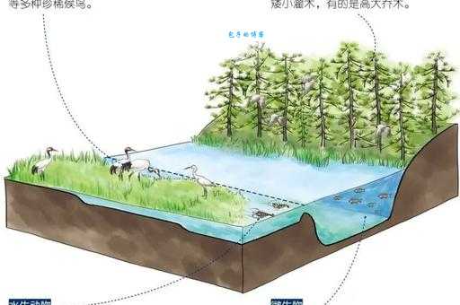 湿地被称为地球的什么 带你了解湿地的三大作用