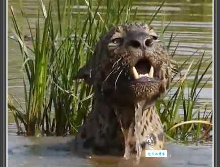 在劫难逃打一动物猜不出来看看答案吧