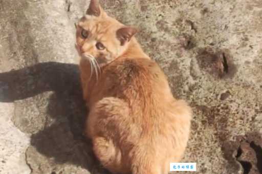 在劫难逃打一动物猜不出来看看答案吧