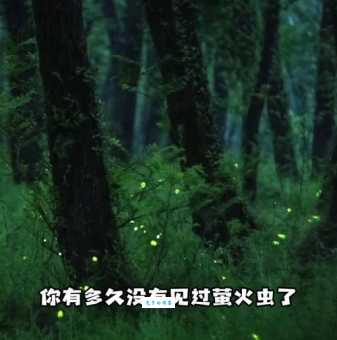 萤火虫亮晶晶打一城市名称你猜对了吗