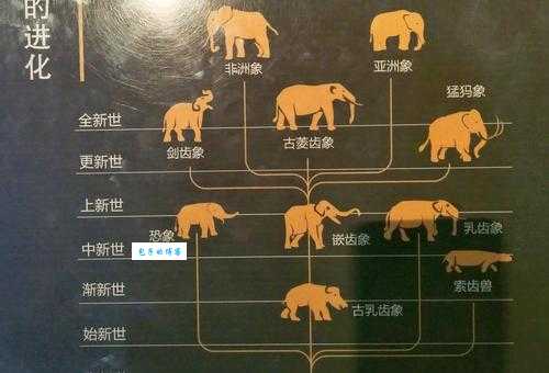 象群的首领是什么带你了解大象社会的等级制度