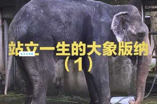 象群的首领是什么带你了解大象社会的等级制度