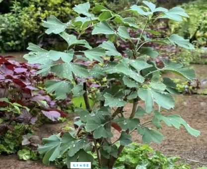 哪种树被称为活化石银杏树为何被誉为植物熊猫