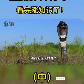打蛇打七寸中的七寸是什么 关键部位解析