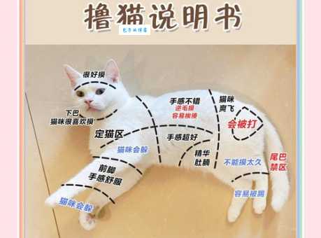 吸猫为什么有快感 猫咪的魔力让人欲罢不能