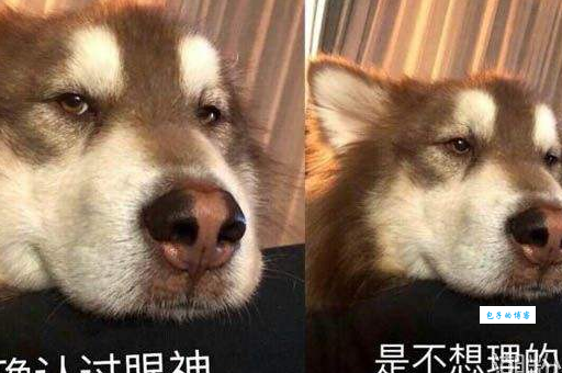 确认过眼神是什么意思 网友都在问的答案来了